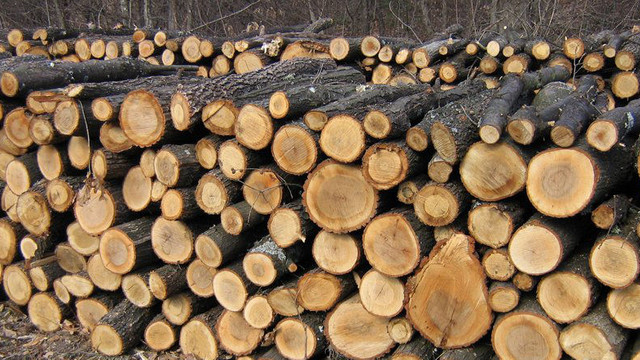 Întreprinderea pentru Silvicultură Chișinău repartizează lemne de foc. Unde se pot adresa doritorii