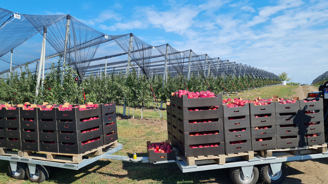 Producătorii de mere interesați de export pe noi piețe optează pentru soiuri noi de mere și certificate internaționale ce confirm calitatea și inofensivitatea fructelor