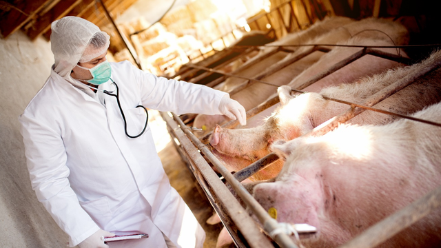 ANSA va controla eliberarea antibioticilor pentru animale doar cu prescripție veterinară