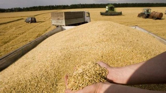 O licitație deschisă pentru achiziționarea de grâu alimentar din recolta 2022 s-a încheiat fără rezultate