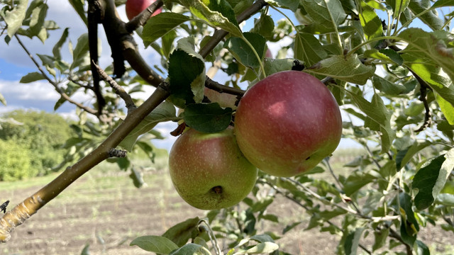 Republica Moldova va proba livrarea a 100 de tone de mere în India