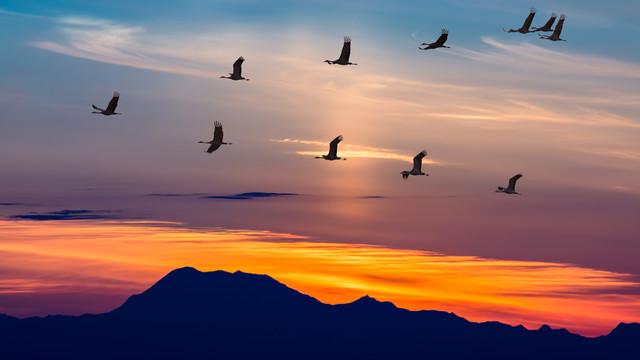 ONU: 8 octombrie - Ziua mondială a păsărilor migratoare
