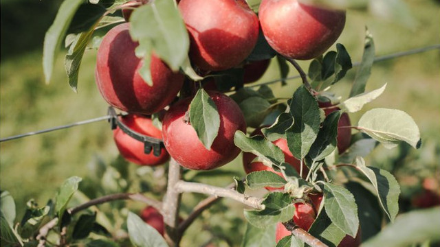 Producătorii autohtoni exportă cantități tot mai mari de fructe în UE