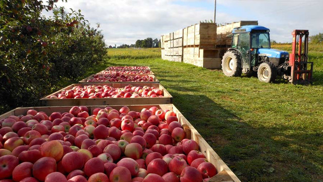 „Rosselhoznadzor” anunță că alți patru producători agricoli din raionul Orhei vor putea exporta fructe și legume în Federația Rusă. Expert: Transportarea acestor produse va fi complicată
