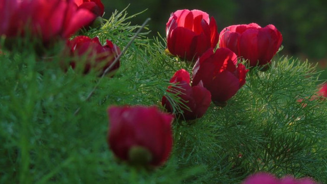 Bujorul este oficial floare națională a României. Legea a fost promulgată de președintele Iohannis