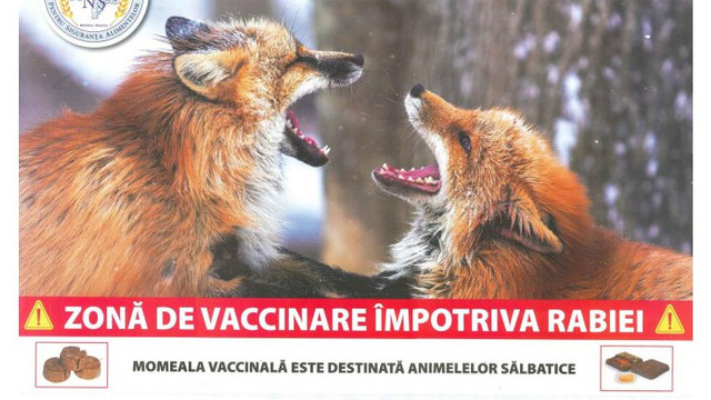 A demarat vaccinarea vulpilor împotriva rabiei