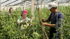 Agricultura antrenează în activitatea zilnică peste 21% din populația aptă de muncă