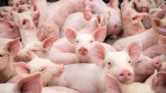 Un nou caz de pestă porcină africană a fost depistat în raionul Nisporeni
