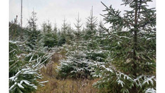 Agenția Moldsilva va asigura piața cu peste 50 de mii de pomi de Crăciun
