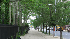 Plantarea de copaci pe străzi poate salva vieți, arată un studiu
