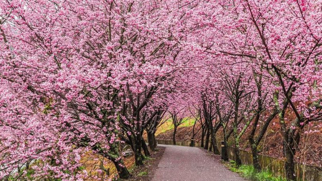 În Chișinău au fost plantați arbori de sakura
