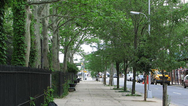 Plantarea de copaci pe străzi poate salva vieți, arată un studiu
