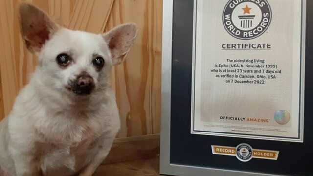 Spike, un chihuahua de 23 de ani din statul american Ohio, este oficial cel mai bătrân câine în viață din lume – Guinness World Records