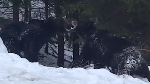VIDEO | Imagini rare și spectaculoase cu o confruntare puternică între doi urși, într-o pădure din Suceava