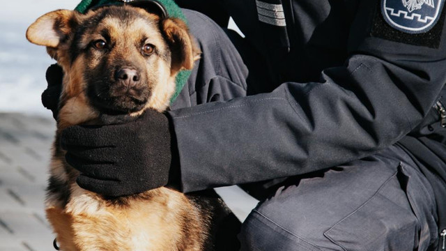 Cinci echipe canine ale Poliției de Frontieră s-au remarcat printr-o activitate intensă în anul 2022
