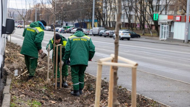 În Chișinău a început campania de plantare a arborilor și arbuștilor