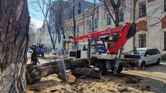 Traficul rutier pe unele străzi din capitală suspendat: Spații Verzi execută lucrări de curățare a arborilor

