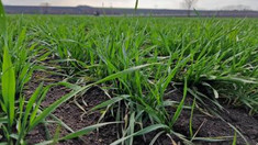 Institutul de Cercetări pentru Culturile de Câmp „Selecția” va produce semințe de grâu destinate cultivării în sistem ecologic