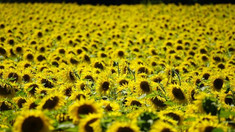 România, pe primul loc în Uniunea Europeană la producția de floarea soarelui în 2022