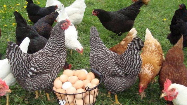 Republica Moldova a obținut, în premieră, dreptul să exporte carne procesată de pasăre și ouă de consum în Uniunea Europeană
