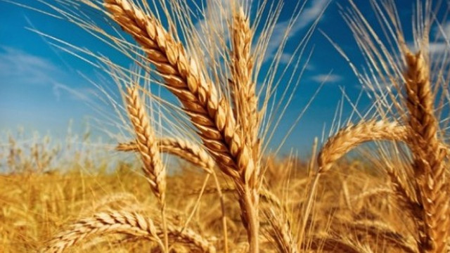 Peste 21 de mii de tone de grâu alimentar vor fi eliberate din rezervele de stat