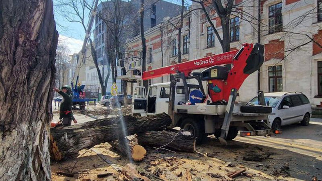 Traficul rutier pe unele străzi din capitală suspendat: Spații Verzi execută lucrări de curățare a arborilor

