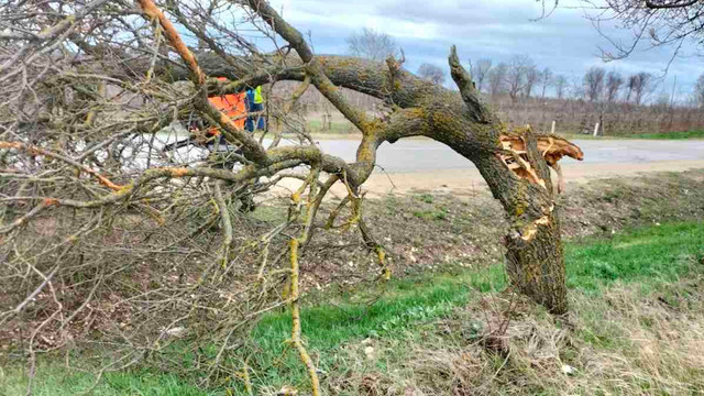 Circa 100 de copaci de pe drumurile naționale au fost doborâți de vântul puternic
