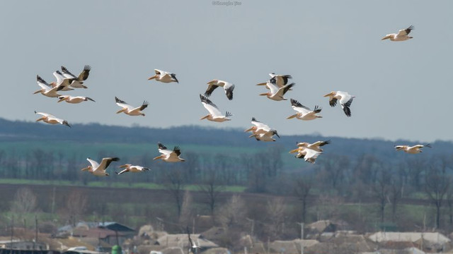 Stolurile de pelicani în Republica Moldova nu se întâlnesc doar în sezonul de vară