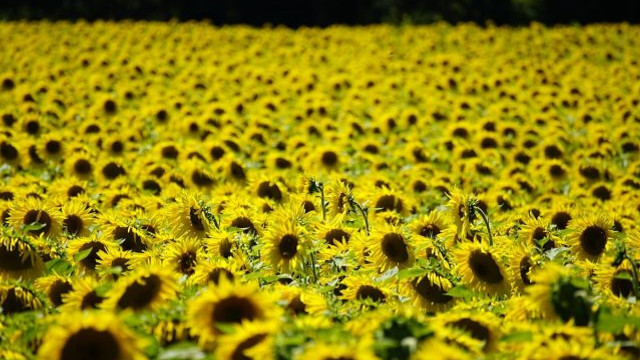 România, pe primul loc în Uniunea Europeană la producția de floarea soarelui în 2022