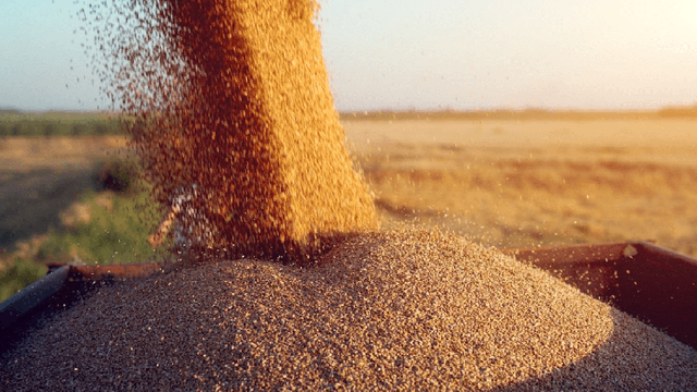 Ministrul adjunct al Agriculturii de la Kiev: Ucraina ar putea să exporte și mai multe cereale în lunile următoare

