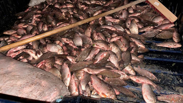 Circa 250 kg de pește, prinse ilegal din Nistru