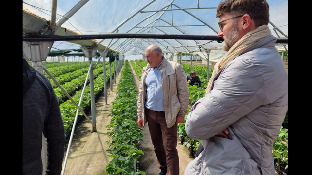 Ambasadorul României, Cristian Leon-Țurcanu, în vizită la o plantație de căpșuni din raionul Ungheni. „Peste 80 de tone de căpșuni sunt așteptate în România”