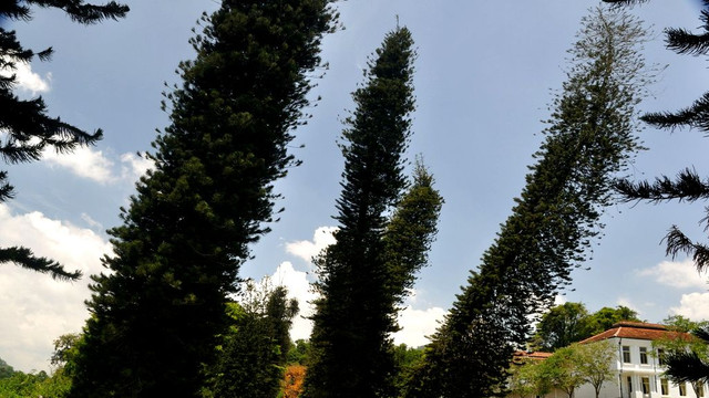 Copacii înclinați întotdeauna spre ecuator, indiferent de locul în care cresc