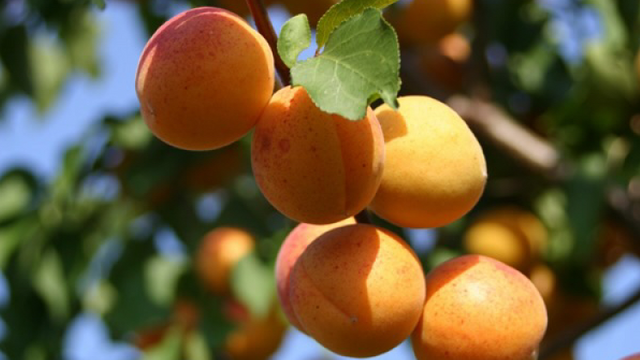 Eventuala interzicere a exportului de fructe în Ucraina ar afecta mult producătorii din Republica Moldova, declarație