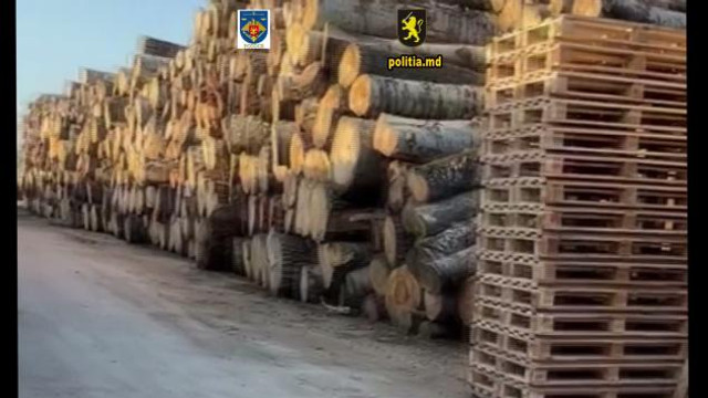 Percheziții la Hâncești și Chișinău, după defrișarea a peste 1.400 arbori, cu prejudicii de peste jumătate de milion de lei

