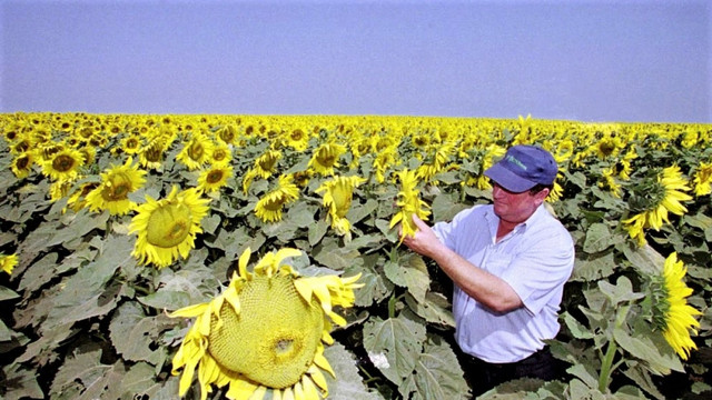 R. Moldova, al doilea furnizor de semințe de floarea soarelui pe piața UE și al treilea la ulei
