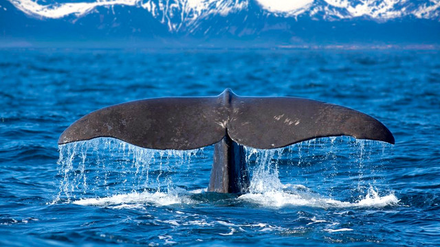 Vânătoarea de balene în Islanda ar putea deveni în curând doar o filă de istorie