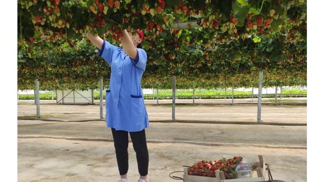 Primul producător de căpșuni din Moldova a obținut certificatele ce vor permite exportarea fructelor pe piața europeană