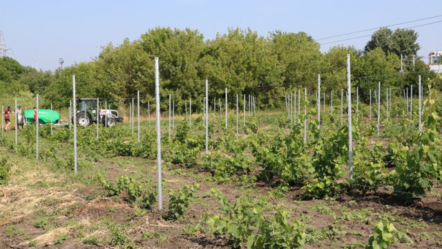 Proiectul Livada Moldovei: La Centrul de Excelență în Viticultură și Vinificație au fost plantate 2 ha de viță-de-vie și o livadă