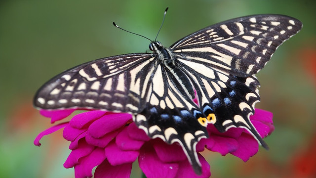Iubitorii naturii din Regatul Unit, invitați să participe la un recensământ al fluturilor