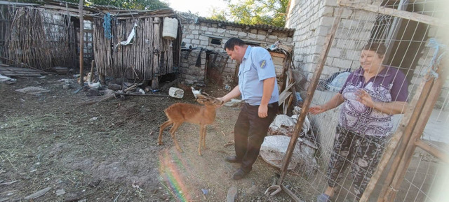 FOTO / Un căprior care a fost ținut captiv într-o gospodărie din raionul Orhei a fost eliberat de inspectorii de mediu