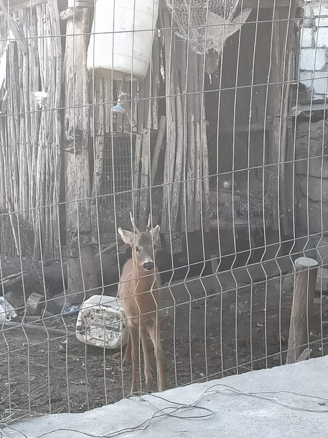 FOTO / Un căprior care a fost ținut captiv într-o gospodărie din raionul Orhei a fost eliberat de inspectorii de mediu