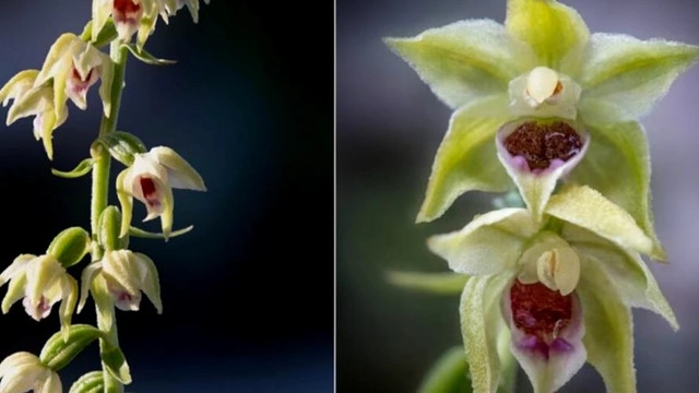 O nouă specie de orhidee a fost descoperită în România