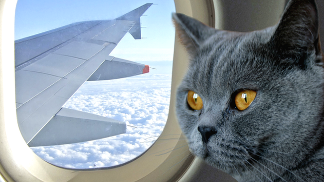 Pasagerii curselor avia, care doresc să călătorească cu animale de companie, trebuie să respecte mai multe reguli