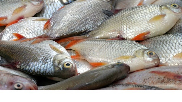 Noi reguli pentru păstrarea și comercializarea peștelui