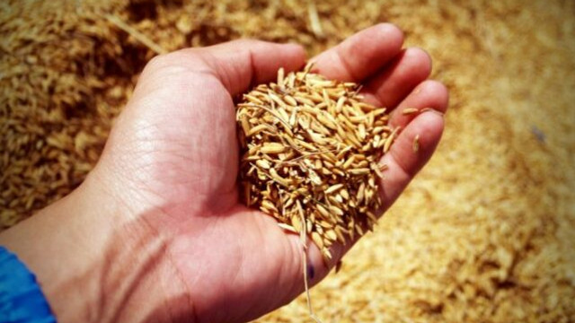Egiptul cumpără 170.000 de tone de grâu din România și Bulgaria, în pofida scăderii prețurilor de către Rusia