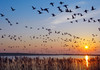 Recomandare ANSA: În perioada migrării păsărilor călătoare, păsările de gospodărie trebuie ținute închise