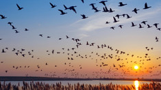 ANSA atenționează că odată cu migrarea păsărilor sălbatice poate apărea riscul contaminării cu Gripă aviară