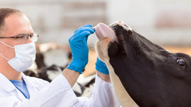 ANSA a interzis în uzul veterinar anumite preparate antimicrobiene