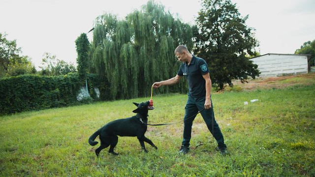 Echipele canine ale Poliției de Frontieră, completate cu doi patrupezi din Letonia
